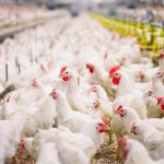 Harga Daging Ayam Turun, Mendag: Peternak akan Rugi