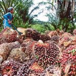 Mendag: Indonesia Siap Tambah Suplai Ekspor CPO ke India