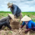 Komisi IV DPR Minta Kementan Beri Pupuk Subsidi untuk Petani Singkong