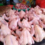 ilustrasi daging ayam