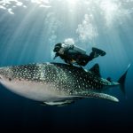 30 Agustus: Hari Hiu Paus Internasional