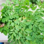 ilustrasi daun kelor