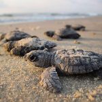 Konservasi Penyu di Bali Siapkan 24 Penyu untuk Dilepas saat Puncak KTT G20