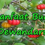 Manfaat Buah Dewandaru, Untuk Kesehatan Mata hingga Mengatasi Insomnia.