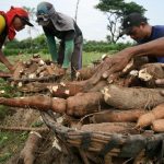 ilustrasi petani singkong
