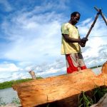 ilustrasi pohon sagu