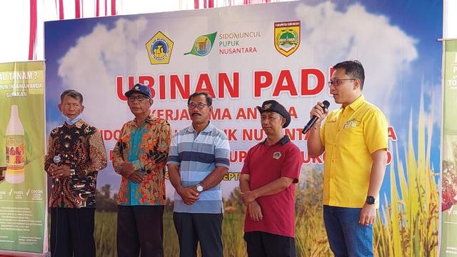 Pupuk Organik Cair SMPN dari Limbah Jamu Mampu Naikkan Produksi Padi