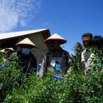 Menteri Pertanian, Syahrul Yasin Limpo, memimpin panen perdana Petani Milenial Kelompok Tunas Tani di Desa Margorejo, Kecamatan Tegineneng, Kabupaten Pesawaran, Lampung (04/09/22)