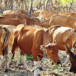 Pemerintah NTT Bangun 1.000 Hektare Pusat Pengembangan Ternak Sapi di Sumba Timur