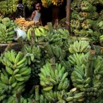 Bupati Malang: Produksi Pisang di Kabupaten Malang Capai 9 Juta Kwintal