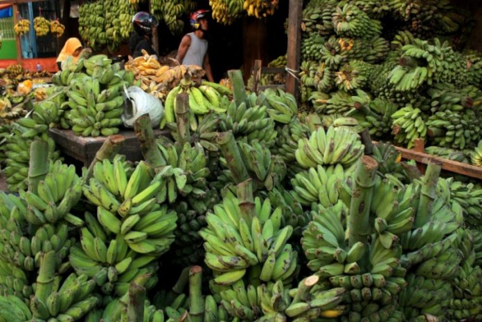 Bupati Malang: Produksi Pisang di Kabupaten Malang Capai 9 Juta Kwintal