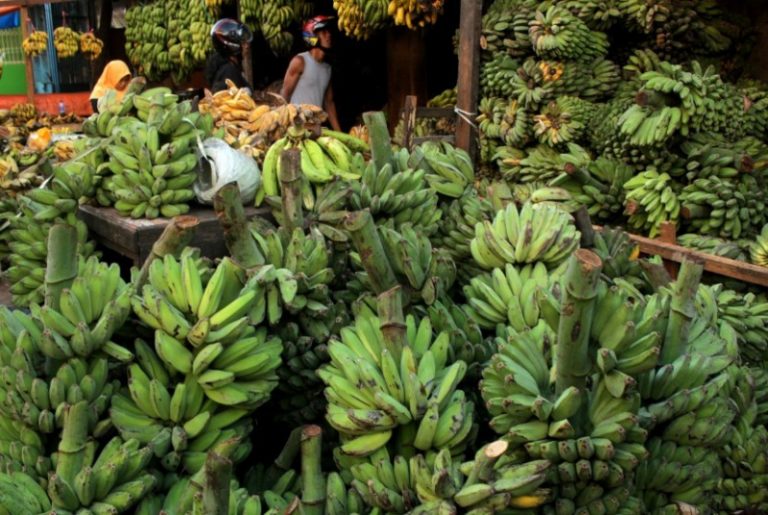 Bupati Malang: Produksi Pisang di Kabupaten Malang Capai 9 Juta Kwintal