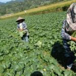 ilustrasi petani sayur