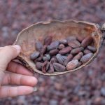 Kementan Dorong Bali jadi Unggulan Ekspor Produk Kakao