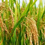 Indonesia Gandeng IRRI Matangkan Penelitian Pengembangan Padi Kaya Vitamin A