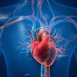 ilustrasi jantung