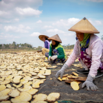 ilustrasi rajangan porang yang lagi dijemur