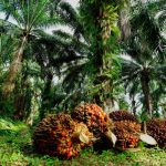 Mendag: Tidak Ada Penghapusan Kebijakan DMO Kelapa Sawit