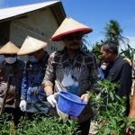 Mentan Panen Perdana Cabai Hasil Integrated Farming di Lampung