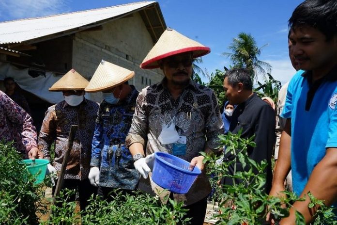 Mentan Panen Perdana Cabai Hasil Integrated Farming di Lampung