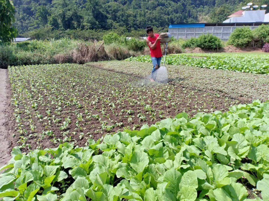 ilustrasi petani sayur