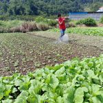 ilustrasi petani sayur