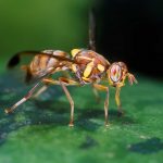 ilustrasi lalat buah