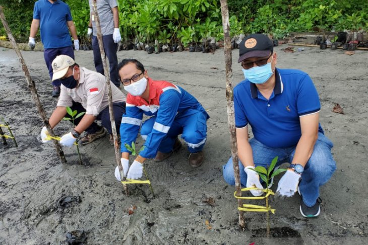 Cegah Abrasi, Pertamina Tanam 10 Ribu Mangrove di Sorong