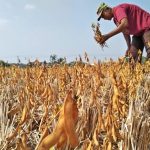 Pemerintah Segera Tetapkan Harga Kedelai Lokal, NFA: Sekitar Rp10 Ribu per Kg