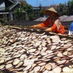 ilustrasi rajangan porang yang lagi dijemur