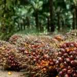Perkuat Penanganan Komoditas, Kementan Bentuk Direktorat Khusus Kelapa Sawit