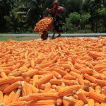 Pemerintah Izinkan Ekspor Jagung untuk Pakan Ternak 100 Ribu Ton