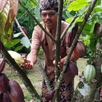 perkebunan kakao di Bali