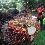 Disbun Riau: Ratusan Perusahaan Sawit di Riau Belum Sertifikasi ISPO