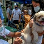ilustrasi pemberian vaksin rabies pada anjing