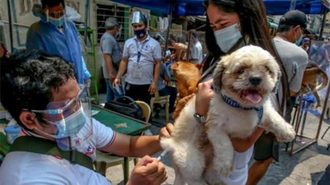 ilustrasi pemberian vaksin rabies pada anjing