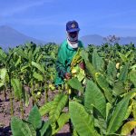 ilustrasi petani tembakau