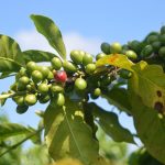 Pecinta Kopi Wajib Kunjungi 7 Wisata Kebun Kopi ini!