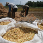 ilustrasi kedelai lokal