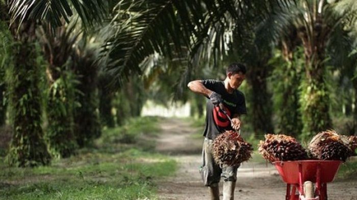 ilustrasi kebun kelapa sawit