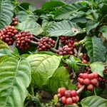 ilustrasi tanaman kopi