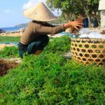 ilustrasi petani rumput laut