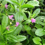 Daun Ginseng Jawa, Sayuran Hijau Bergizi yang Sering Digunakan untuk Pengobatan Tradisional