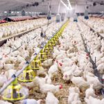 Jaga Stabilitas Harga Ayam, NFA Naikkan Volume Penyerapan Ayam dari Peternak
