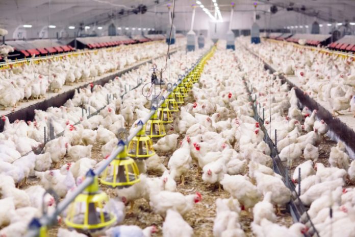 Jaga Stabilitas Harga Ayam, NFA Naikkan Volume Penyerapan Ayam dari Peternak