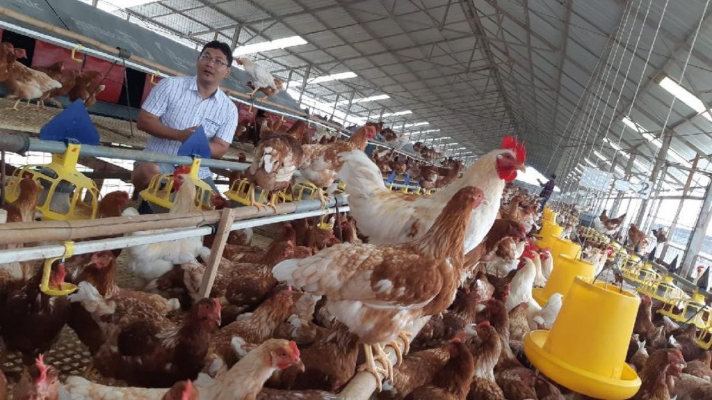 ilustrasi peternakan ayam