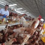 ilustrasi peternakan ayam