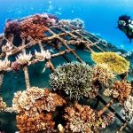 wisata selam di Buleleng Bali