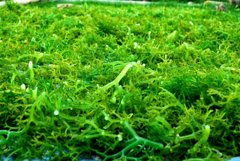 Rumput Laut Tarakan Diekspor ke Vietnam untuk Pertama Kalinya