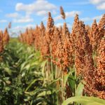 Jamin Stabilitas Pangan Nasional, KSP Dorong Percepatan Pengembangan Ekosistem Sorgum